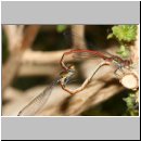 Pyrrhosoma nymphula - Fruehe Adonisjungfer 09.jpg